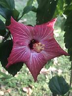 Corners Mansion Inn - A Bed & Breakfast