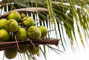 Eco Pousada Novilha de Ouro