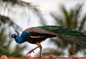 Eco Pousada Novilha de Ouro