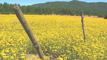 Elden Trails Bed and Breakfast