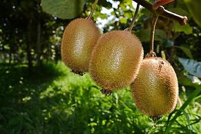 Agriturismo Ca' La Pergola