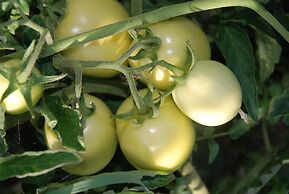 Agriturismo Il Castagnolino