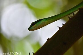 Corcovado Adventures Tent Camp