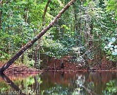 Corcovado Adventures Tent Camp