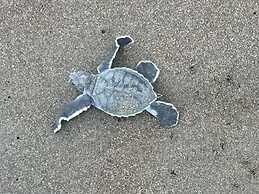 Corcovado Adventures Tent Camp