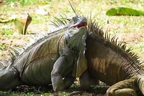 Corcovado Adventures Tent Camp