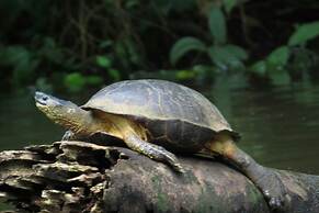 Corcovado Adventures Tent Camp