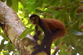 Corcovado Adventures Tent Camp
