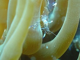 Great Keppel Island Hideaway