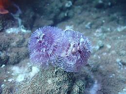 Great Keppel Island Hideaway