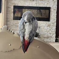 Royal Boutique Hotel