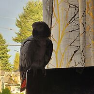 Royal Boutique Hotel