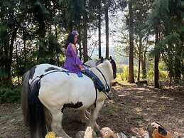 2 Guests - Pet Friendly - Traditional Gypsy Vardo