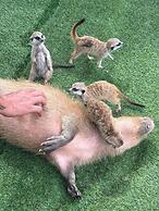 Capybara Zen Resort And Spa