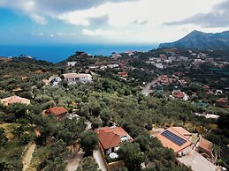 Il Tulipano