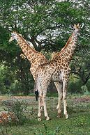 Sable Ranch Thaba Khaya