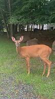 Poconos Hideaway - Woods & Wildlife