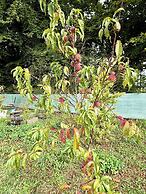 Zen House Clervaux Castle at 10 min