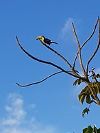 Mayan World Adventures