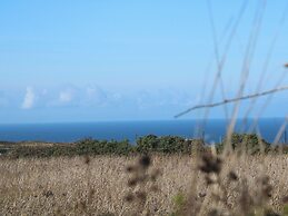Sea Holly