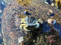 5 Star Holiday Home in Grevinge