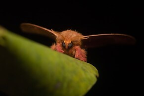SelvaMinca