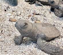 Turtle Beach Sanctuary Utila
