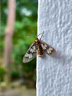 Silpasom ARTstay Suratthani