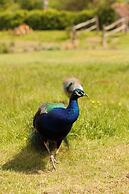 Orchard View Shepherds Hut