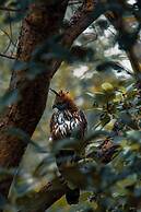 The Forest Chapter By Sayaji Madhai