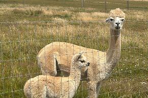 Valley Views - Alpacas - Sleeps 4 - Parking - Pets
