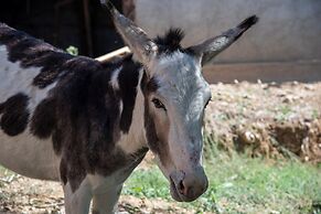 Immersi nella natura