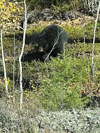 Nakiska Bear Ranch
