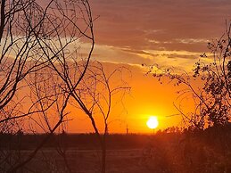 SALIX D'AGAFAY