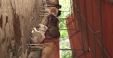 Farm Shaala