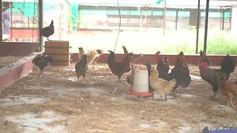 Farm Shaala
