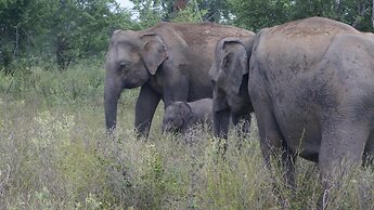 Elephant Trail