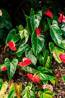 Kilauea Lodge and Restaurant