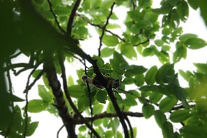 Thante Hotel- Nyaung Oo