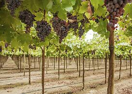 Hotel Viñas Queirolo