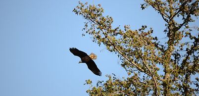 Eagle Rock Bed and Breakfast