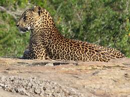 Thaulle Pure Ayurveda Resort - Yala