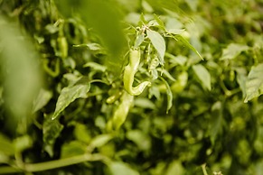 Thaulle Pure Ayurveda Resort - Yala