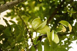 Thaulle Pure Ayurveda Resort - Yala