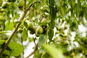 Thaulle Pure Ayurveda Resort - Yala