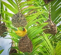 Hakuna Majiwe Beach Lodge