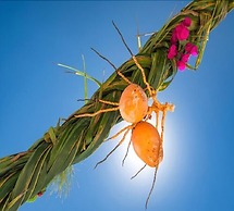 Hakuna Majiwe Beach Lodge