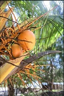 Hakuna Majiwe Beach Lodge