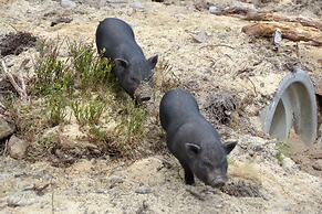 Chalets & Apartments Wachterhof