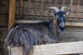 Chalets & Apartments Wachterhof